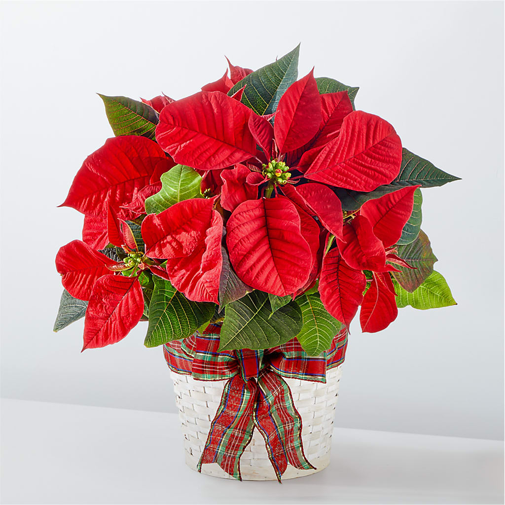Happiest Holidays Poinsettia – Flowers By Jerry, Rochester MN