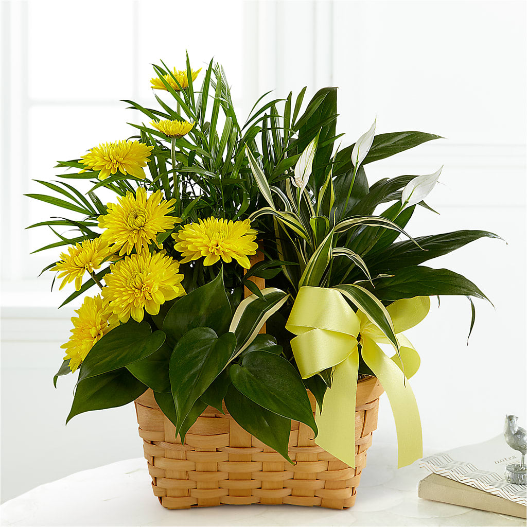 Loving Light Dishgarden – Flowers By Jerry, Rochester MN