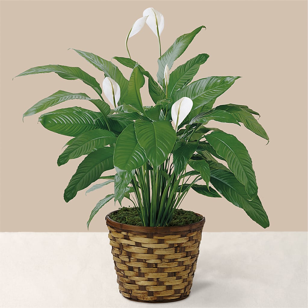 Tranquil Moments Peace Lily Plant – Flowers By Jerry, Rochester MN