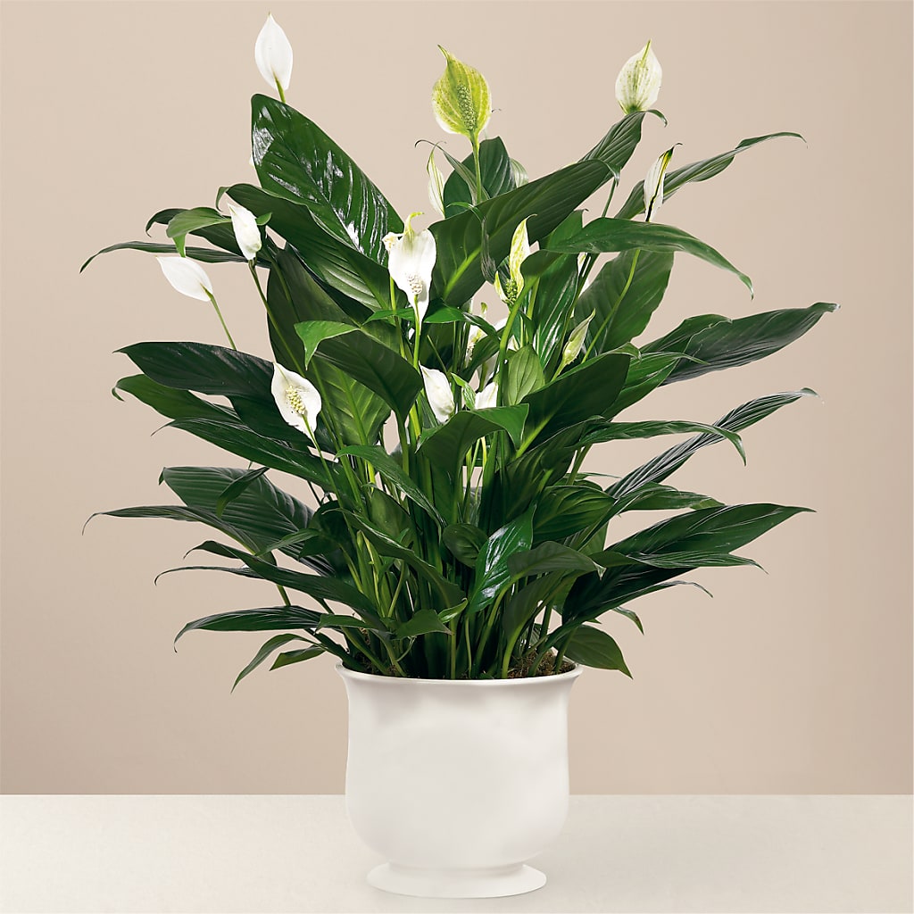 Comfort Planter – Flowers By Jerry, Rochester MN