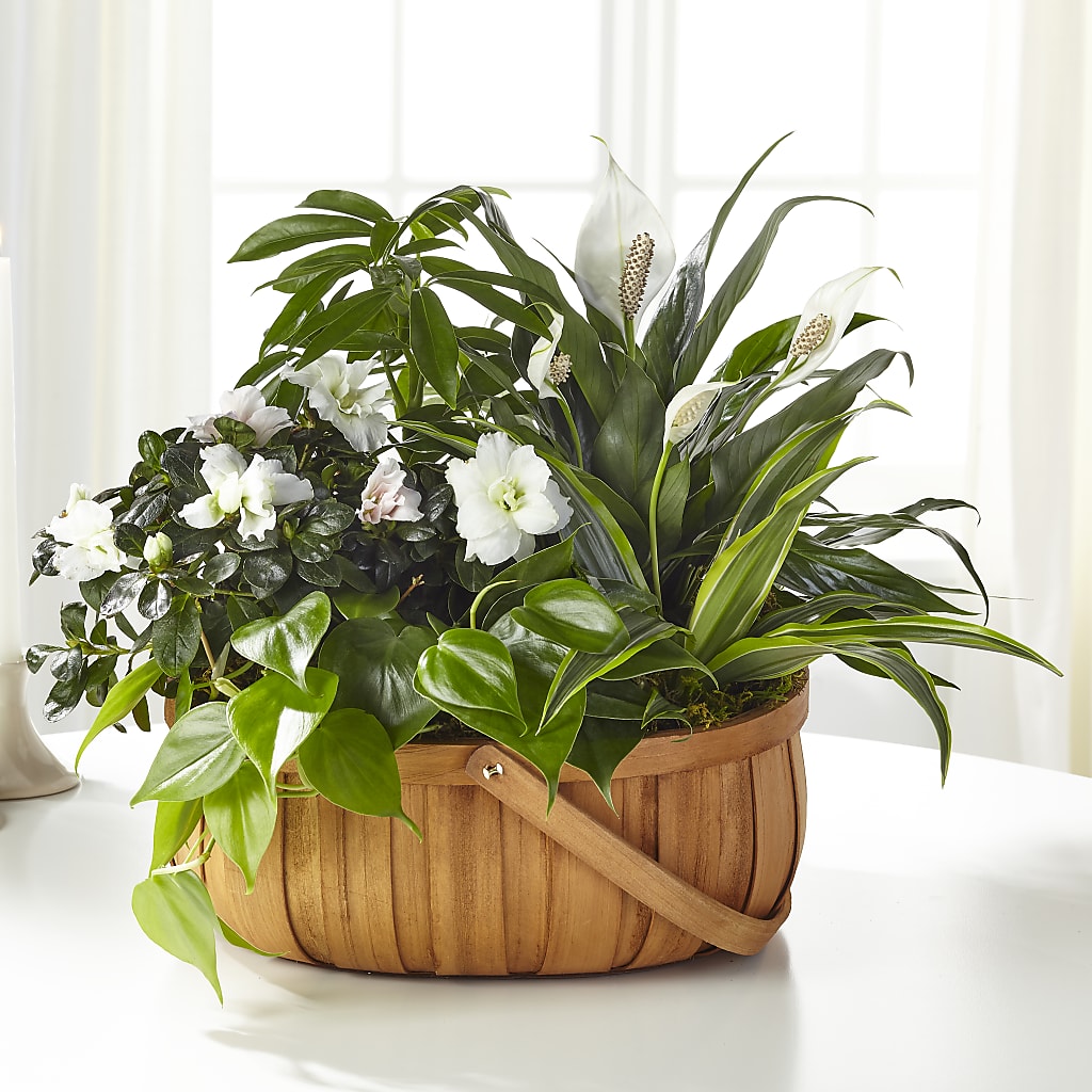 Serene Dishgarden – Flowers By Jerry, Rochester MN