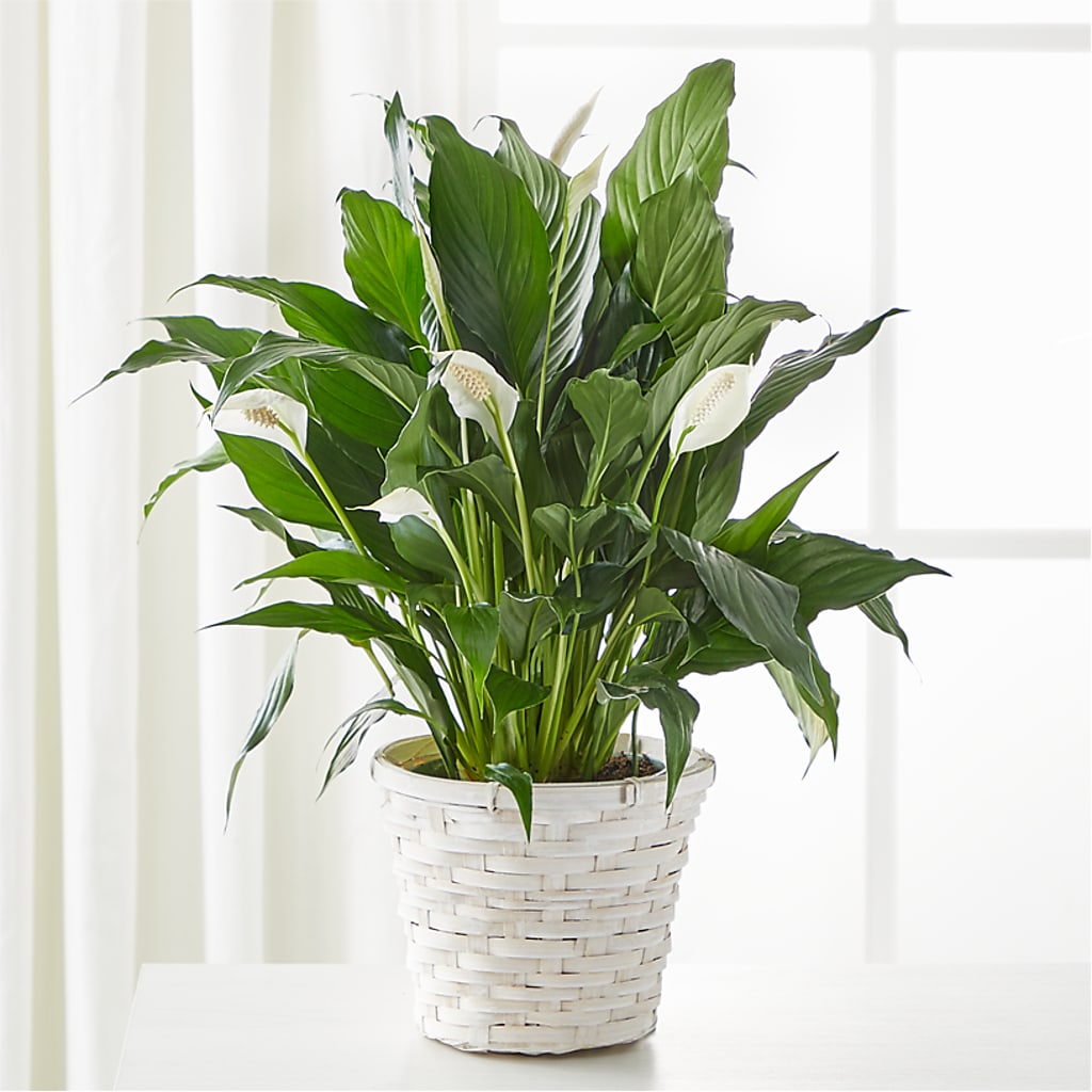 mojo lime peace lily A New Leaf Peace Lily – white flower arrangement | Rochester, MN
