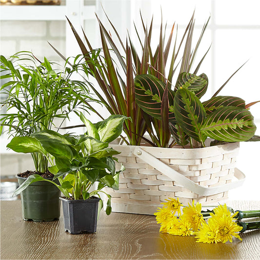 Florist Designed Blooming and Green Plants in a Basket –  Flowers By Jerry, Rochester MN
