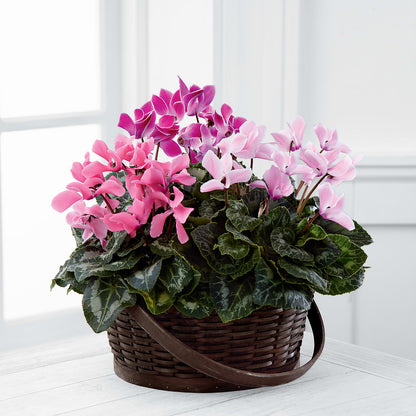 Mixed Cyclamen Planter –  Flowers By Jerry, Rochester MN