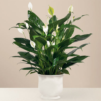 Comfort Planter –  Flowers By Jerry, Rochester MN