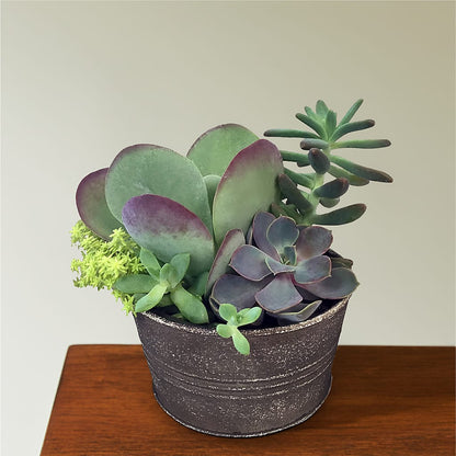 Lush Succulent Garden –  Flowers By Jerry, Rochester MN