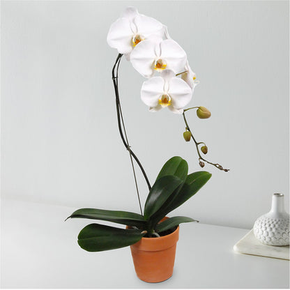 White Cascading Orchid –  Flowers By Jerry, Rochester MN