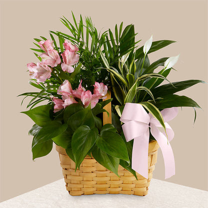 Living Spirit Dishgarden –  Flowers By Jerry, Rochester MN