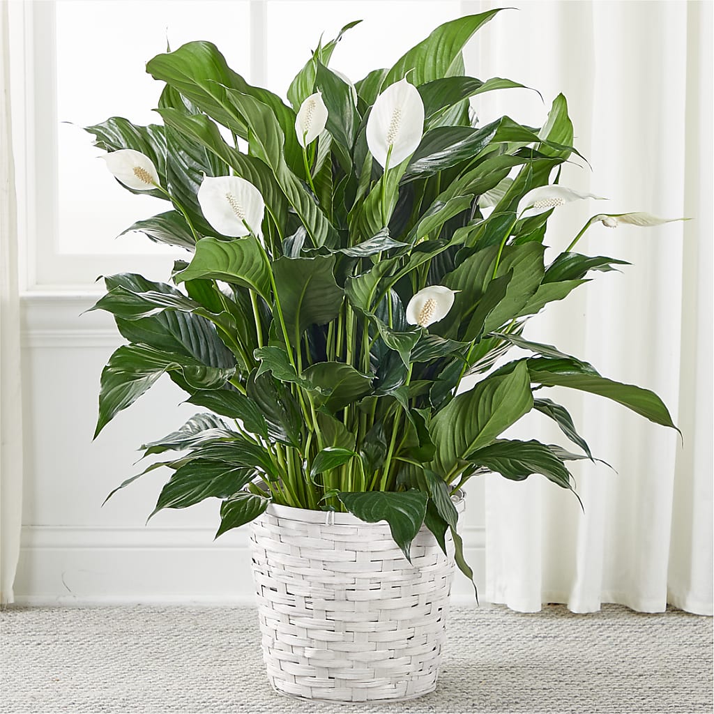mojo peace lily A New Leaf Peace Lily – white flower arrangement | Rochester, MN
