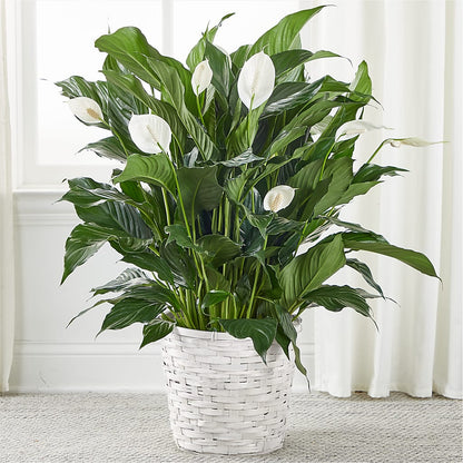 peace lily romeo A New Leaf Peace Lily – white flower arrangement | Rochester, MN