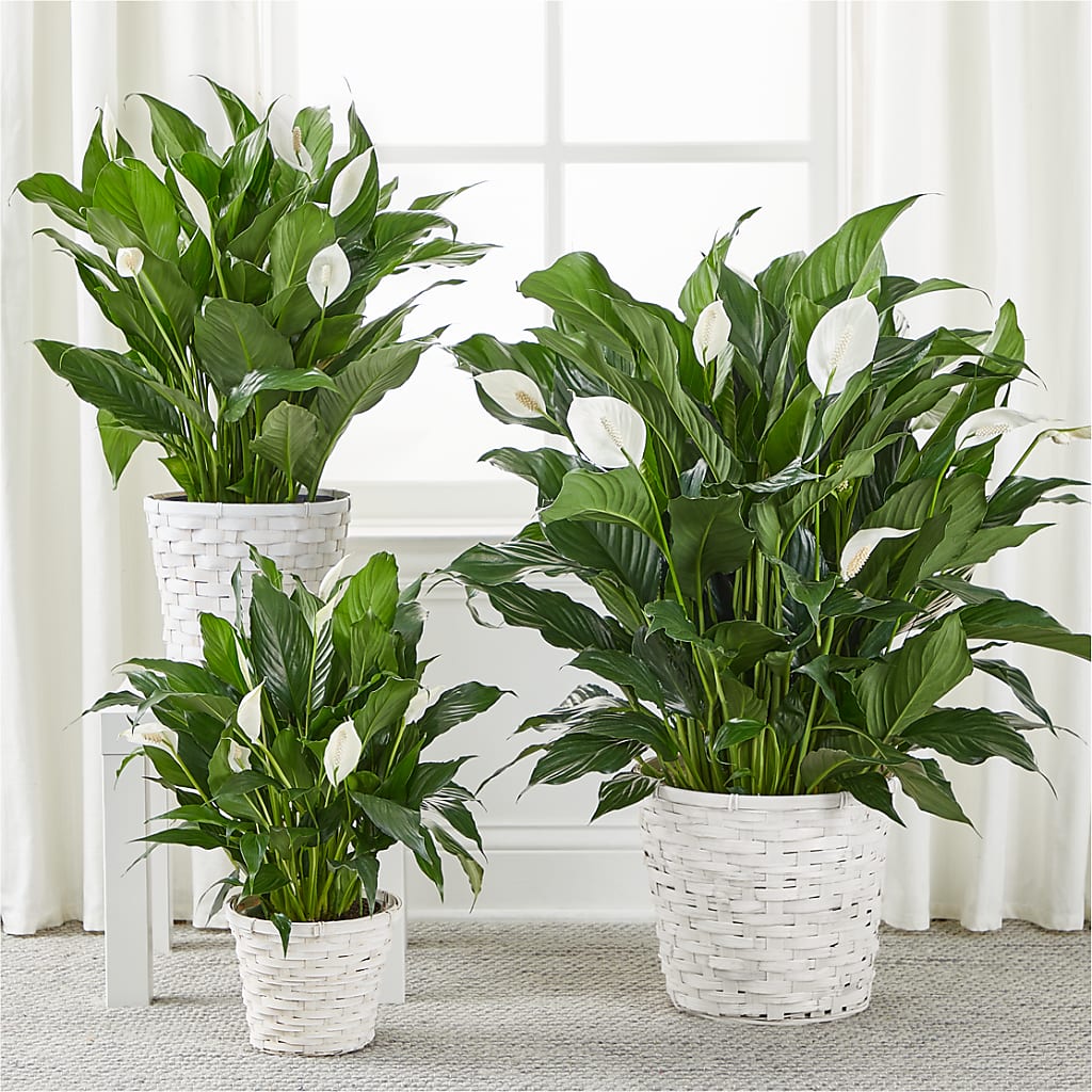 A New Leaf Peace Lily –  Flowers By Jerry, Rochester MN