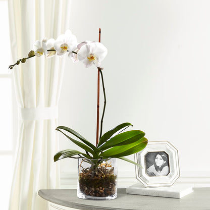 White Orchid Planter –  Flowers By Jerry, Rochester MN