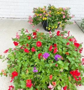 Shade Hanging Basket –  Flowers By Jerry, Rochester MN
