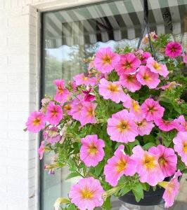 Sun Hanging Basket –  Flowers By Jerry, Rochester MN