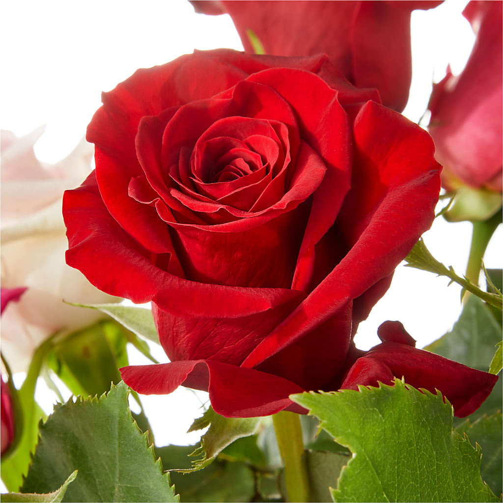 Love Notes Rose Bouquet –  Flowers By Jerry, Rochester MN